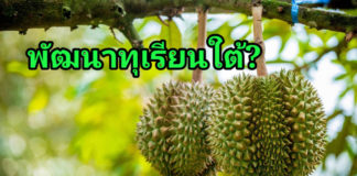 “ทฤษฎีขากิ้งกือ” กับการเร่งสร้าง – พัฒนาทุเรียนใต้เมืองคนดีให้มีคุณภาพ