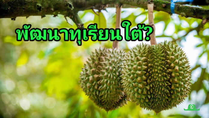 “ทฤษฎีขากิ้งกือ” กับการเร่งสร้าง – พัฒนาทุเรียนใต้เมืองคนดีให้มีคุณภาพ