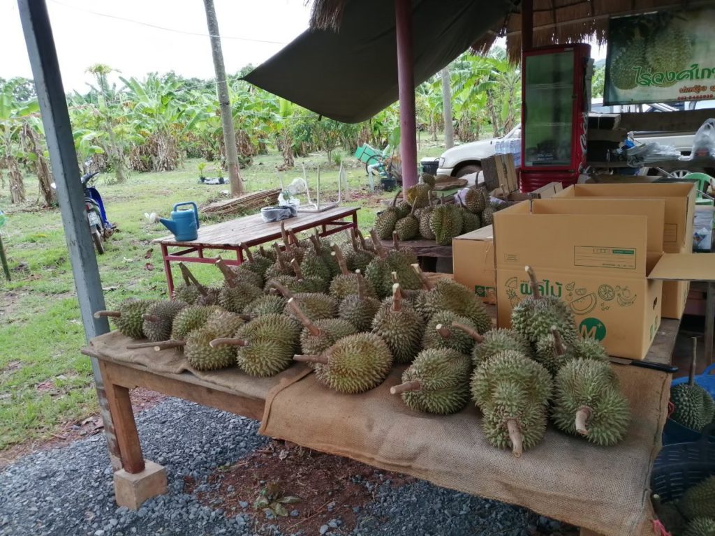 ทุเรียนปากช่องเขาใหญ่ GI’ เมืองโคราช
