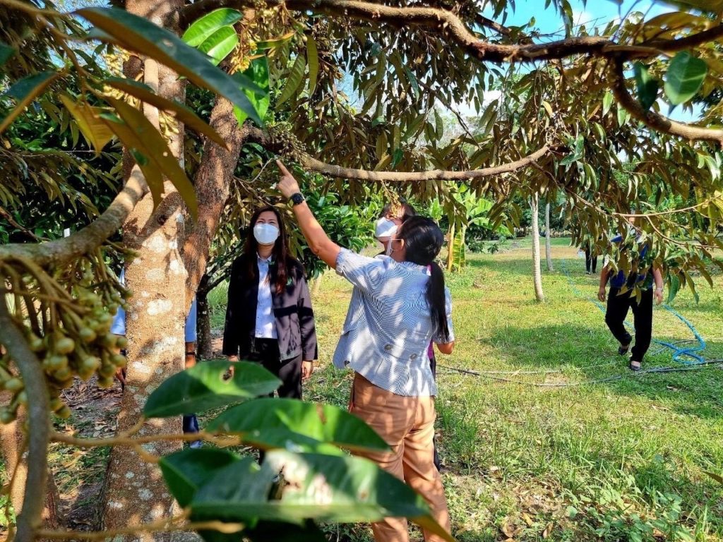 ยกระดับคุณภาพทุเรียนหมอนทองตะวันออก ต้อนรับฤดูกาลไม้ผลปี 66 ประกาศวันเก็บเกี่ยว พร้อมขอความร่วมมือเกษตรกรนำตัวอย่างทุเรียนส่งตรวจก่อนตัด