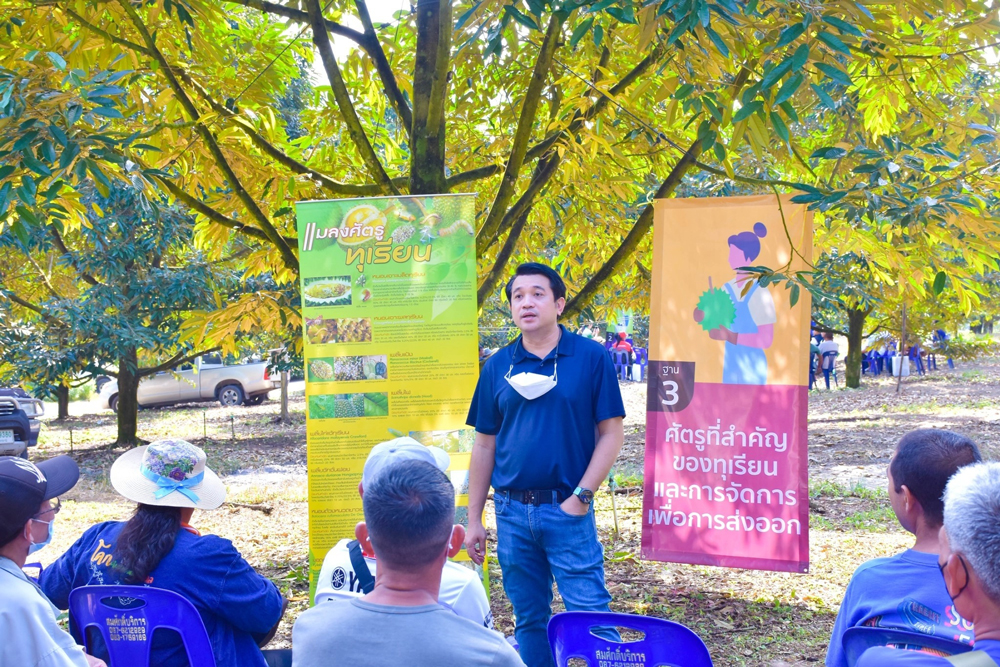 “ทฤษฎีขากิ้งกือ” กับการเร่งสร้าง – พัฒนาทุเรียนใต้เมืองคนดีให้มีคุณภาพ