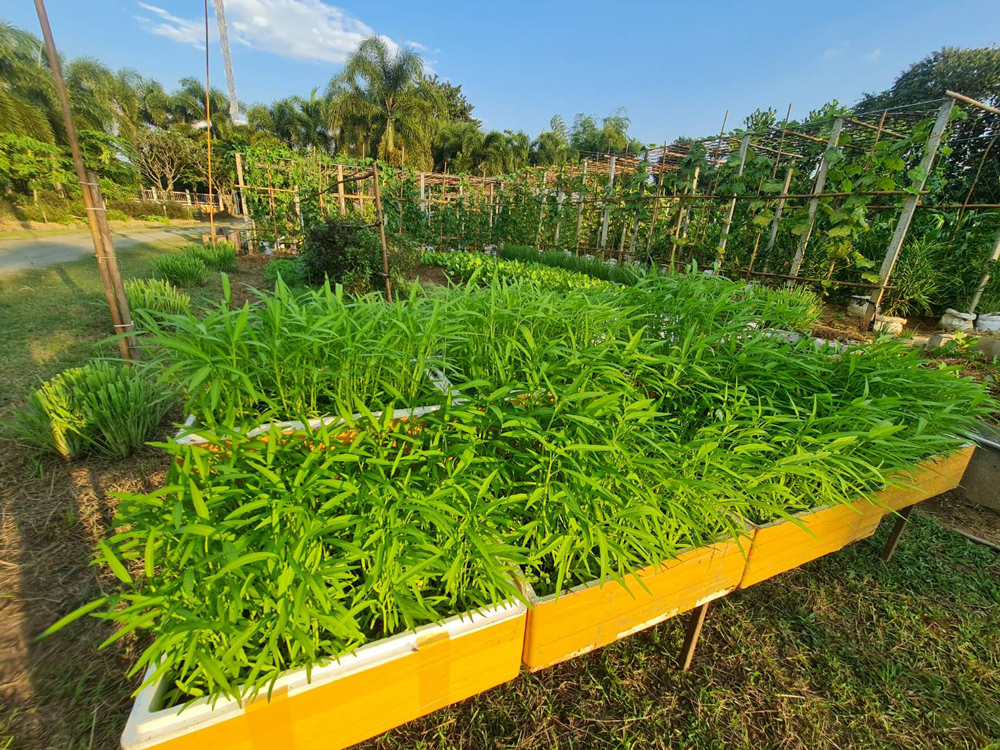 แม่โจ้ ชู “ระบบเกษตรสุขภาพรักษ์สิ่งแวดล้อม” ในงานมหกรรมยางพารา ฯ EEC 2023