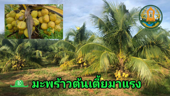 สั่งกรมวิชาการเกษตรเร่งสนับสนุนเมล็ดพันธุ์พืชพันธุ์ดีให้เพียงพอความต้องการเกษตรกร