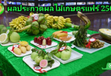 ผลประกวดผลไม้ งานเกษตรแฟร์ ประจำปี 2566