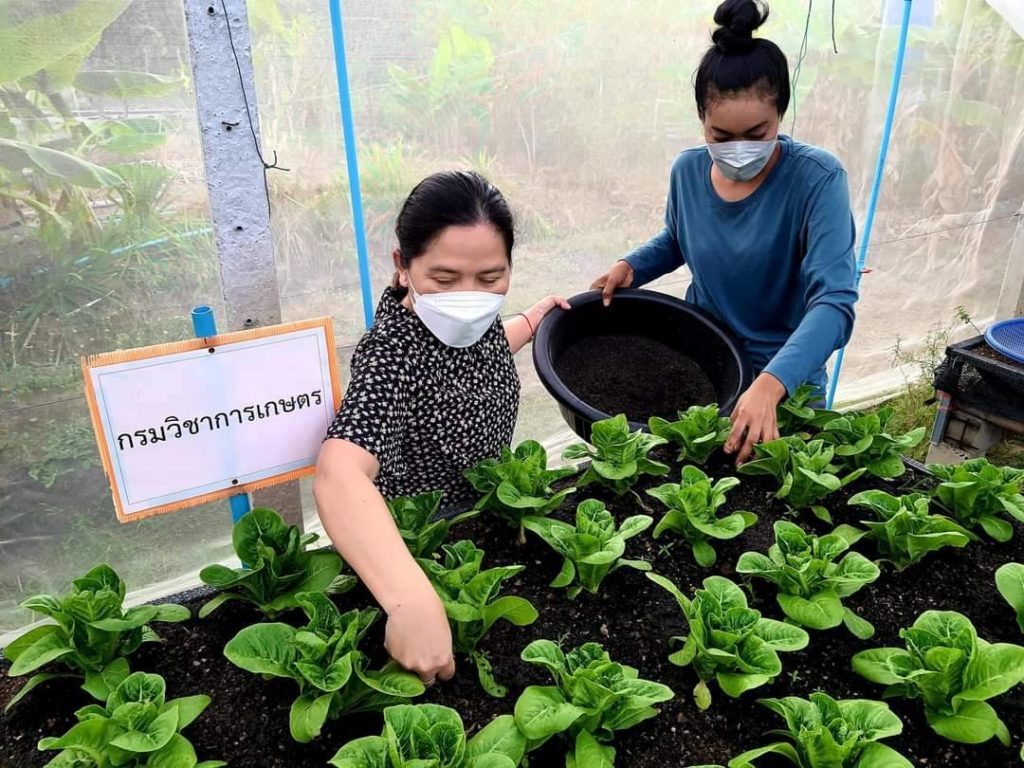 กรมวิชาการเกษตร ขยายผลปุ๋ยชีวภาพและสารชีวภัณฑ์ สู่กลุ่มเกษตรกรปลูกผักอินทรีย์สร้างรายได้กว่า 6 แสนบาท/ปี