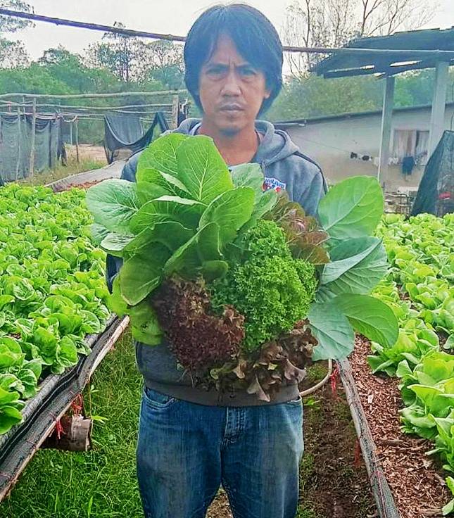 กรมวิชาการเกษตร ขยายผลปุ๋ยชีวภาพและสารชีวภัณฑ์ สู่กลุ่มเกษตรกรปลูกผักอินทรีย์สร้างรายได้กว่า 6 แสนบาท/ปี