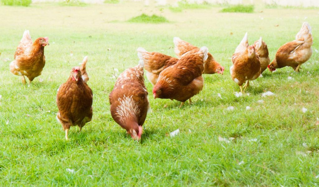 ‘แม็คโคร’ เดินหน้าส่งเสริมสวัสดิภาพสัตว์ จับมือพันธมิตรผลิตไข่ไก่จากแม่ไก่อารมณ์ดี ตั้งเป้าขยายการรับซื้อ-จำหน่าย ในราคาที่เอื้อมถึงได้แก่ผู้บริโภคและผู้ประกอบการ