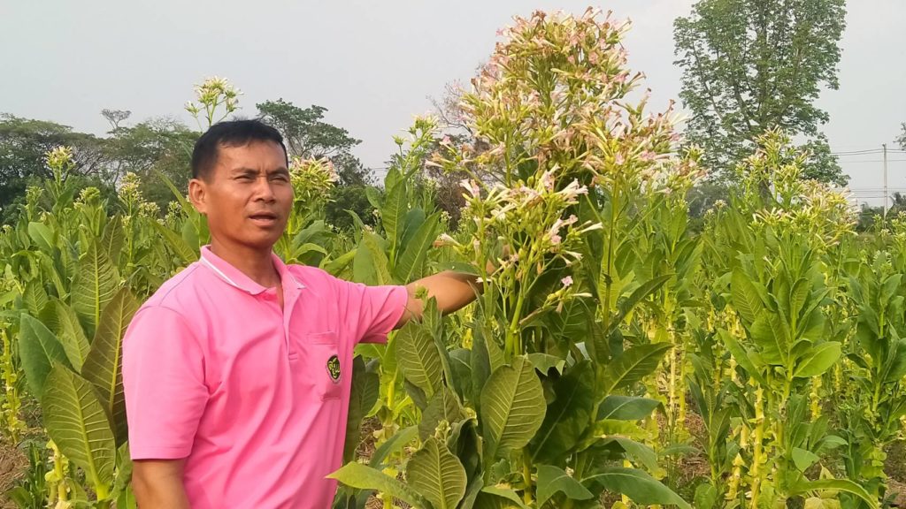 ชาวไร่ยาสูบวอนรัฐบาลช่วยเหลือก่อนอาชีพปลูกยาสูบจะหายไป