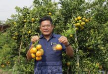 นายรพีทัศน์ อุ่นจิตตพันธ์ รองอธิบดีกรมส่งเสริมการเกษตร โชว์ส้มปลอดภัย “Safe Use Safe Orange”