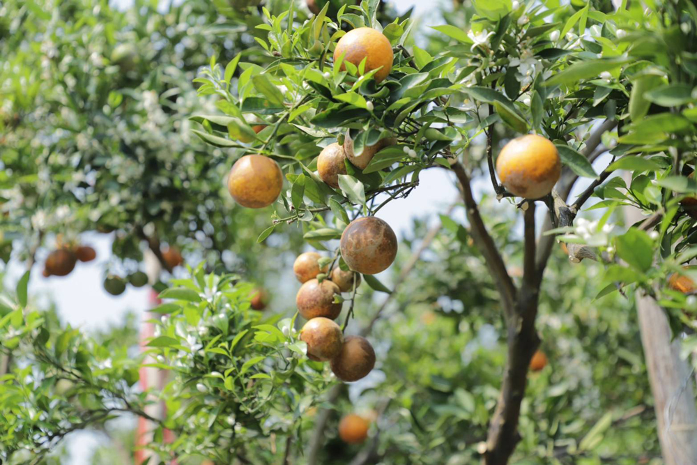 ชูสวนส้มปลอดภัยเชียงใหม่ต้นแบบเชื่อมโยงเศรษฐกิจ BCG Model