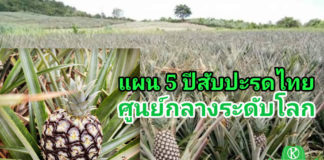 ปีนี้ไทยผลิตสับปะรดปัตตาเวียได้ 1.65 ล้านตัน เผยแผนพัฒนา 5 ปี สู่ศูนย์กลางระดับโลก