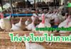 ปศุสัตว์แจง พร้อมดันส่งออกไก่งวง ย้ำส่งเอกสารเกาหลีแล้วรออนุมัติเปิดตลาด
