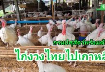 ปศุสัตว์แจง พร้อมดันส่งออกไก่งวง ย้ำส่งเอกสารเกาหลีแล้วรออนุมัติเปิดตลาด