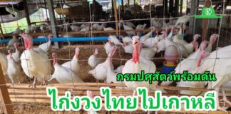 ปศุสัตว์แจง พร้อมดันส่งออกไก่งวง ย้ำส่งเอกสารเกาหลีแล้วรออนุมัติเปิดตลาด