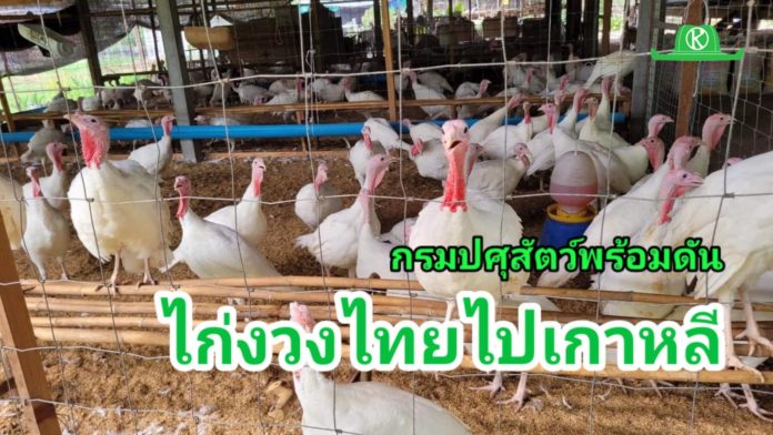 ปศุสัตว์แจง พร้อมดันส่งออกไก่งวง ย้ำส่งเอกสารเกาหลีแล้วรออนุมัติเปิดตลาด