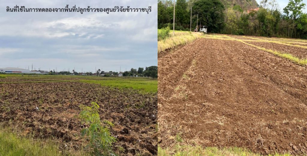 สกสว.หนุนมรภ.หมู่บ้านจอมบึงวิจัยโรคระบาดการจัดการปุ๋ยและลดโลหะหนักในข้าวเมืองโอ่ง