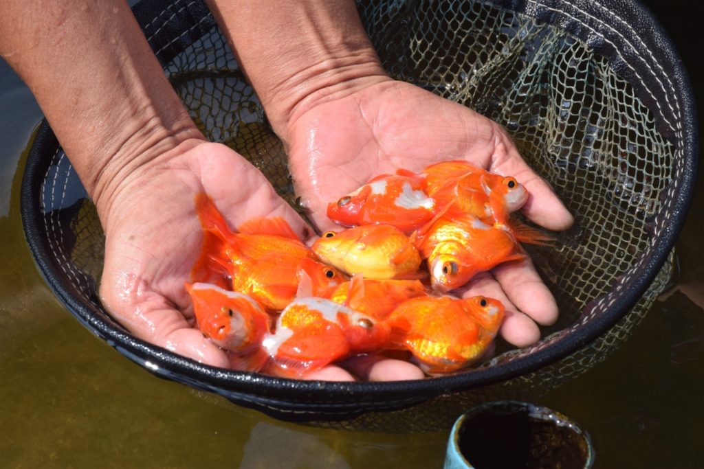 กรมประมงปลื้ม !!! โชว์ผลสำเร็จเกษตรกรเข้มแข็งหลังเข้าร่วม “แปลงใหญ่ปลาสวยงาม @จังหวัดราชบุรี”