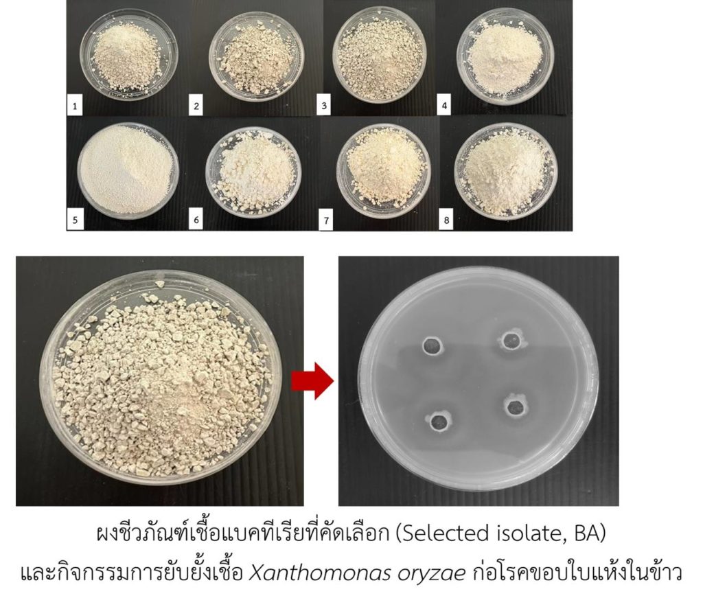 สกสว.หนุนมรภ.หมู่บ้านจอมบึงวิจัยโรคระบาดการจัดการปุ๋ยและลดโลหะหนักในข้าวเมืองโอ่ง