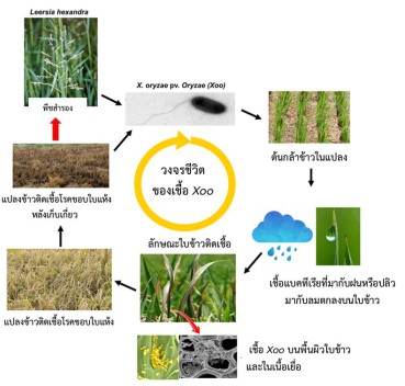 สกสว.หนุนมรภ.หมู่บ้านจอมบึงวิจัยโรคระบาดการจัดการปุ๋ยและลดโลหะหนักในข้าวเมืองโอ่ง