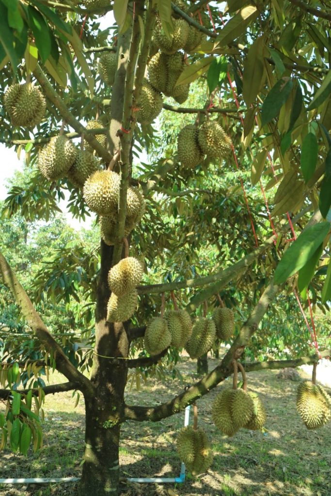 ตัดทุเรียนหมอนทองตะวันออก 