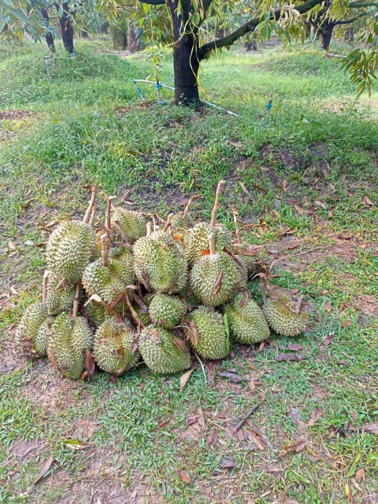 กรมส่งเสริมการเกษตร สั่งการเจ้าหน้าลงพื้นที่สำรวจความเสียหาย พื้นที่เกษตรที่ได้รับผลกระทบจากพายุฤดูร้อน พร้อมให้คำแนะนำแก่เกษตรกรเพื่อรับมือหากเกิดเหตุการณ์