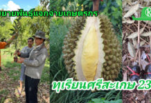 กรมวิชาการฯโชว์ทุเรียนภูเขาไฟทำรายได้ 5 แสนบาท/ไร่ เปิดตัวทุเรียนพันธุ์ใหม่สู่เกษตรกรแล้ว