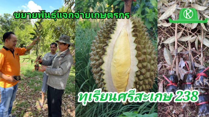 กรมวิชาการฯโชว์ทุเรียนภูเขาไฟทำรายได้ 5 แสนบาท/ไร่ เปิดตัวทุเรียนพันธุ์ใหม่สู่เกษตรกรแล้ว