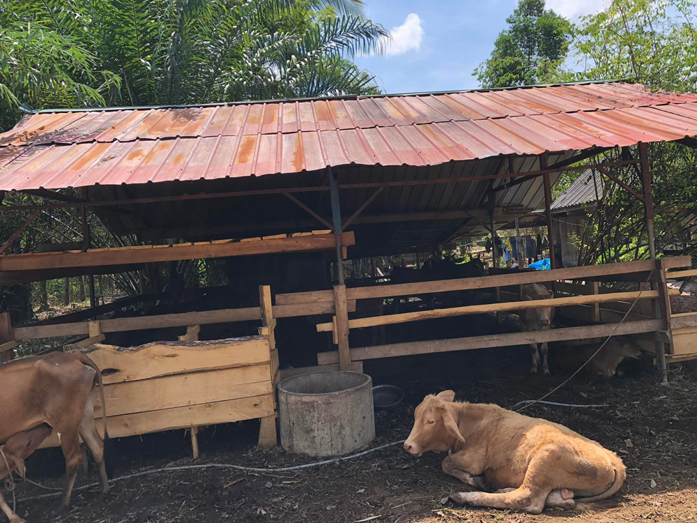 สหกรณ์ฯท่าแพเดินหน้านโยบาย “ร่วมใจแก้จน” หนุนปลูก “สละ-เกษตรวิถีใหม่” เพิ่มรายได้ช่วงเว้นว่างกรีดยาง