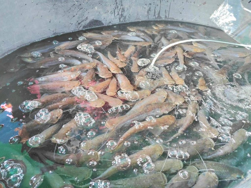 กรมประมง...ผลักดันการเลี้ยง “ปลาชะโอน” สัตว์น้ำเศรษฐกิจชนิดใหม่ ถ่ายทอดความรู้สู่เกษตรกร ภายใต้โครงการแปลงใหญ่