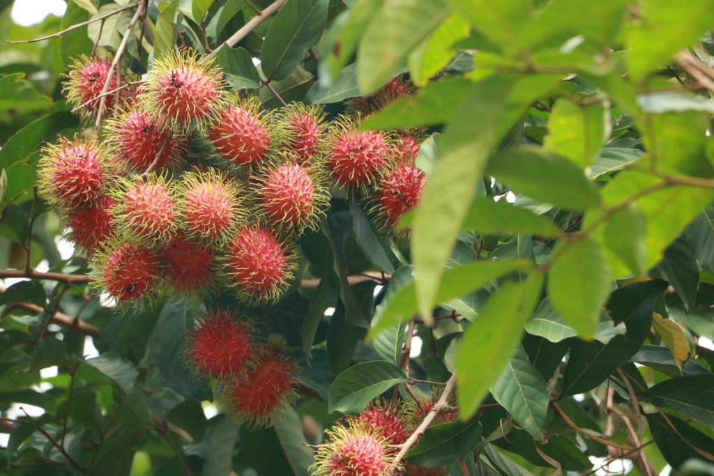 เคาะแผนป้องกันเกษตรกรเร่งสีและความสุกเงาะพันธุ์สีทอง จ.ตราด