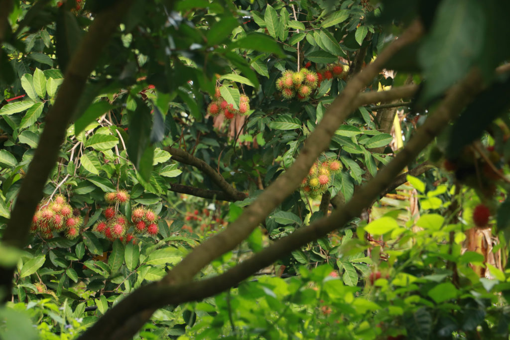 เคาะแผนป้องกันเกษตรกรเร่งสีและความสุกเงาะพันธุ์สีทอง จ.ตราด