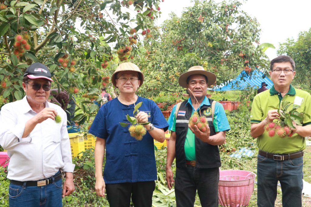 เคาะแผนป้องกันเกษตรกรเร่งสีและความสุกเงาะพันธุ์สีทอง จ.ตราด