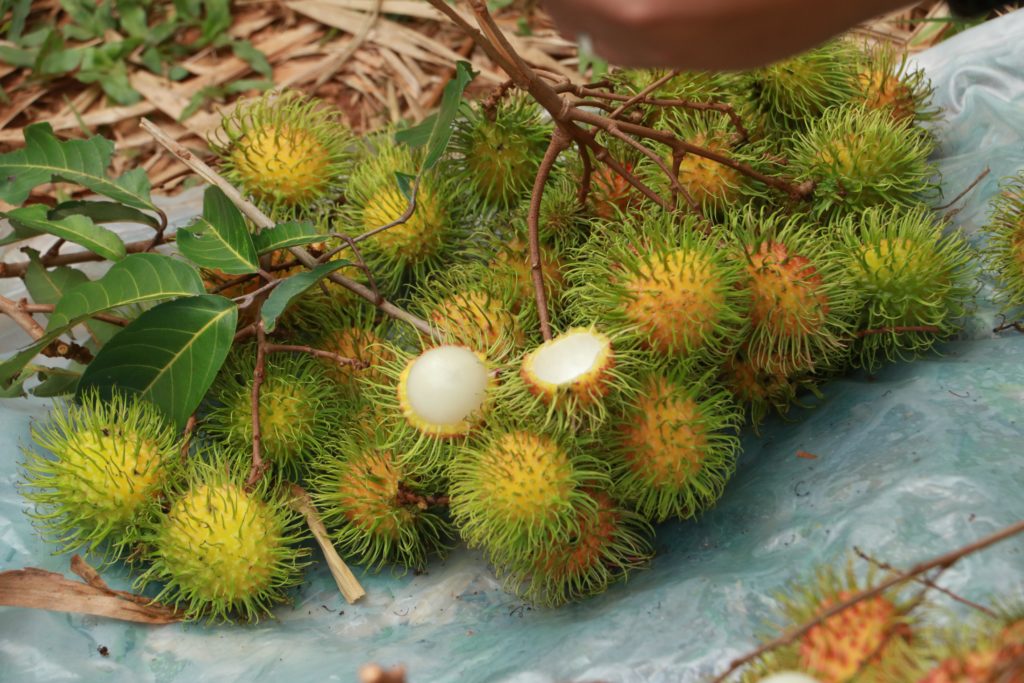 เคาะแผนป้องกันเกษตรกรเร่งสีและความสุกเงาะพันธุ์สีทอง จ.ตราด