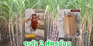 กรมวิชาการเกษตรเตือนภัยอากาศร้อนจัดเฝ้าระวัง 2 ศัตรูพืชบุกไร่อ้อย