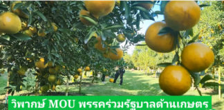 วิพากษ์ MOU พรรคร่วมรัฐบาลด้านเกษตร แชร์ให้ถึงพรรคก้าวไกลและเพื่อไทย
