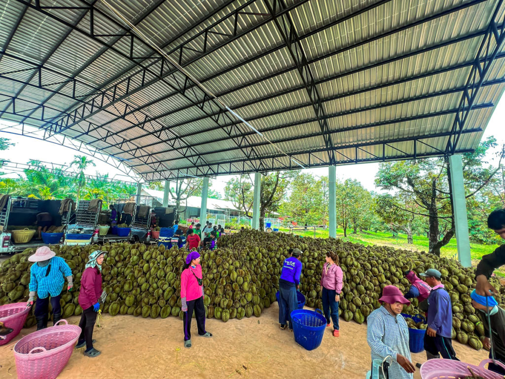 ถอดรหัสลับเทพทุเรียนเมืองตราด "เรือง ศรีนาราง" เกษตรกรดีเด่นแห่งชาติ สาขาอาชีพทำสวน(ทุเรียน) ปี 62 ของกรมส่งเสริมการเกษตร