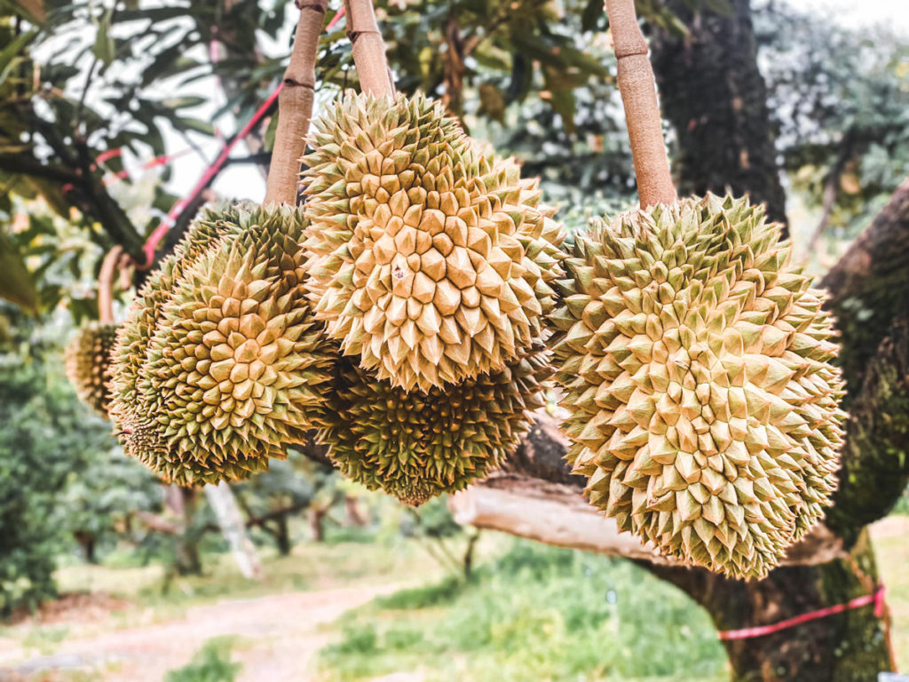 ถอดรหัสลับเทพทุเรียนเมืองตราด "เรือง ศรีนาราง" เกษตรกรดีเด่นแห่งชาติ สาขาอาชีพทำสวน(ทุเรียน) ปี 62 ของกรมส่งเสริมการเกษตร