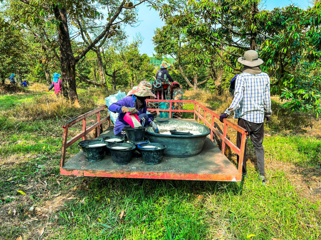 ถอดรหัสลับเทพทุเรียนเมืองตราด "เรือง ศรีนาราง" เกษตรกรดีเด่นแห่งชาติ สาขาอาชีพทำสวน(ทุเรียน) ปี 62 ของกรมส่งเสริมการเกษตร