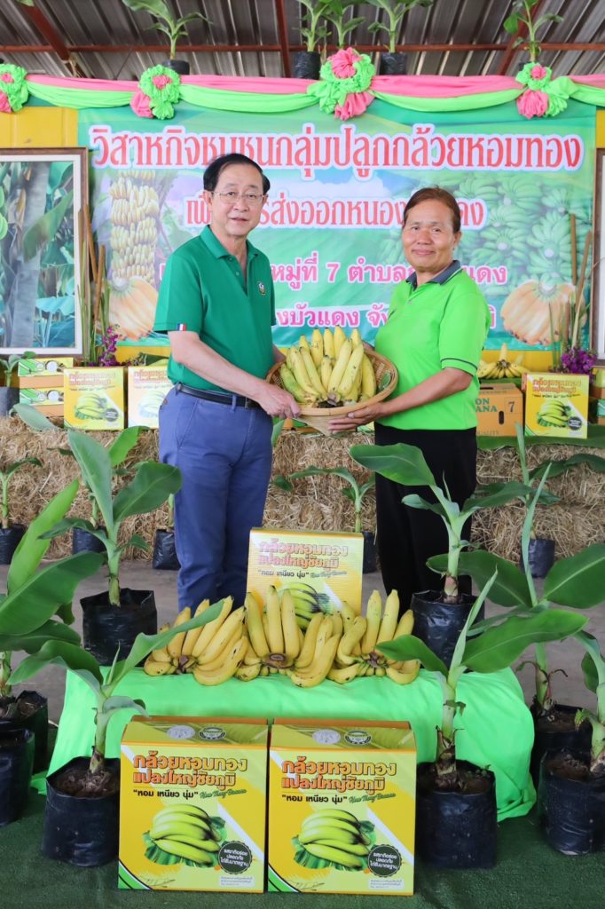 รมว. คลังเยี่ยมชมงานวิสาหกิจชุมชนปลูกกล้วยหอมทอง จังหวัดชัยภูมิ