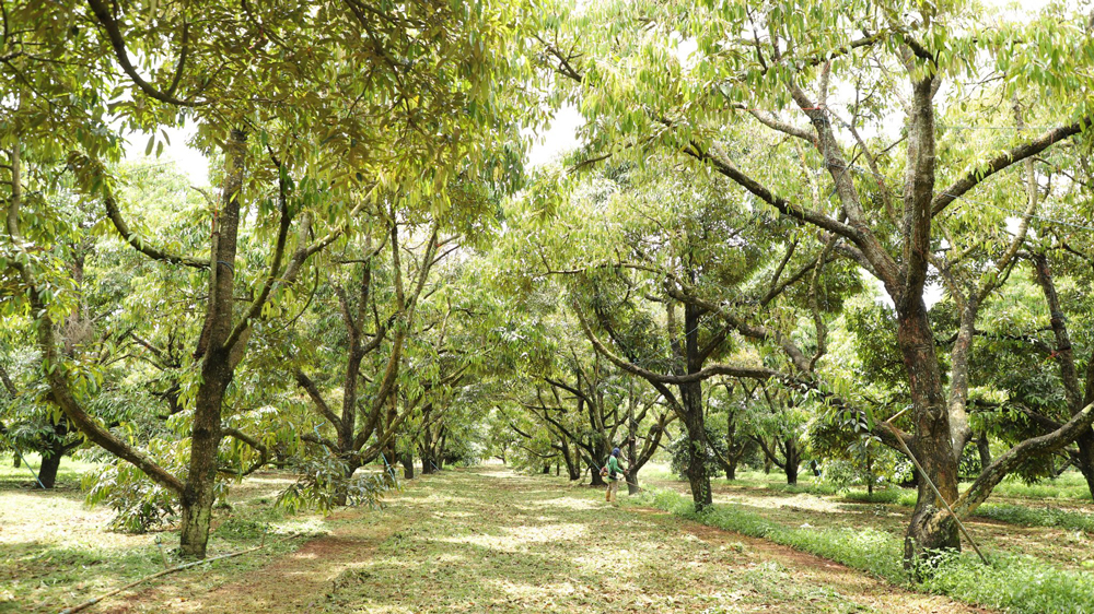 กรมส่งเสริมการเกษตร แนะดูแลสวน “ทุเรียนและสวนมังคุด” หลังการเก็บเกี่ยว