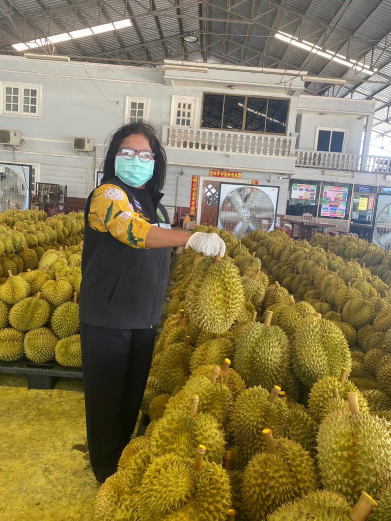 กรมวิชาการเกษตร สั่งคุมเข้มทุเรียนส่งออก หลังตรวจพบทุเรียนด้อยคุณภาพเพิ่มขึ้น