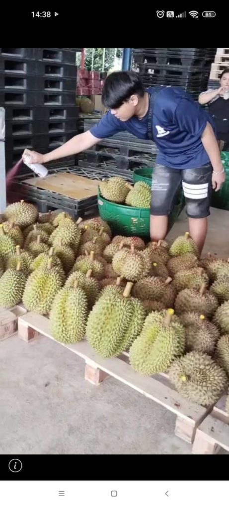 กรมวิชาการเกษตร สั่งคุมเข้มทุเรียนส่งออก หลังตรวจพบทุเรียนด้อยคุณภาพเพิ่มขึ้น