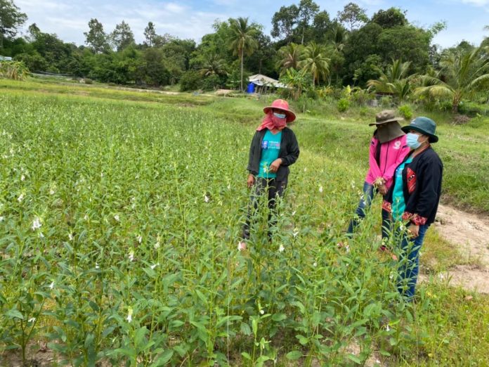 กรมวิชาการเกษตร ชงปลูกงาอินทรีย์และ GAP เสริมรายได้หลังนา