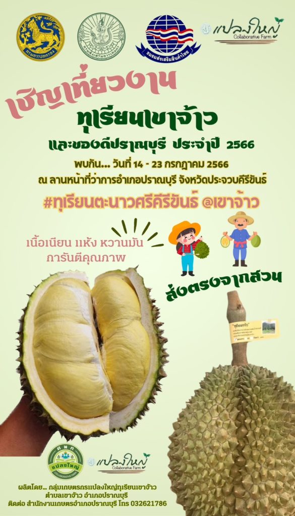 ‘แปลงใหญ่ทุเรียนเขาจ้าว’ จ.ประจวบคีรีขันธ์ ผลผลิตออกตลาดพีคสุด ก.ค. สศท.10 ชวนเที่ยวงาน ‘เทศกาลทุเรียนเขาจ้าวและของดีอำเภอปราณบุรี’ 14 – 23 ก.ค. นี้