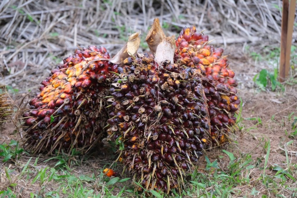 สมาชิกสหกรณ์นิคมพนม จำกัด รวมกลุ่มปลูกปาล์มน้ำมันยั่งยืน RSPO มุ่งรักษาสิ่งแวดล้อม รับผิดชอบชุมชน ขายผลผลิตได้ราคาสูงสร้างรายได้มั่นคง