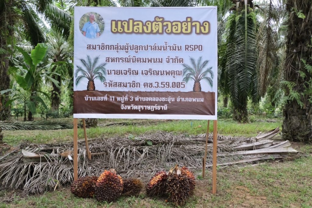 สมาชิกสหกรณ์นิคมพนม จำกัด รวมกลุ่มปลูกปาล์มน้ำมันยั่งยืน RSPO มุ่งรักษาสิ่งแวดล้อม รับผิดชอบชุมชน ขายผลผลิตได้ราคาสูงสร้างรายได้มั่นคง