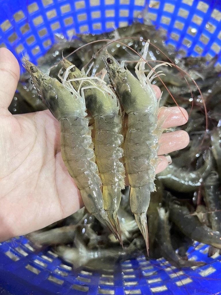 เกษตรกรเปิดใจหลังลองเลี้ยง "กุ้งขาวสิชล1" จากกรมประมง เผยเลี้ยงง่าย โตไว ปลอดโรค สร้างรายได้ด้วยสายพันธุ์กุ้งคุณภาพ