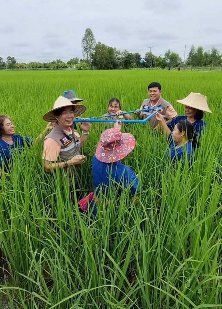 ขั้นตอนการตรวจประเมินการปลูกข้าวของกลุ่มผู้เมล็ดพันธุ์ข้าวบ้านหนองบัว 