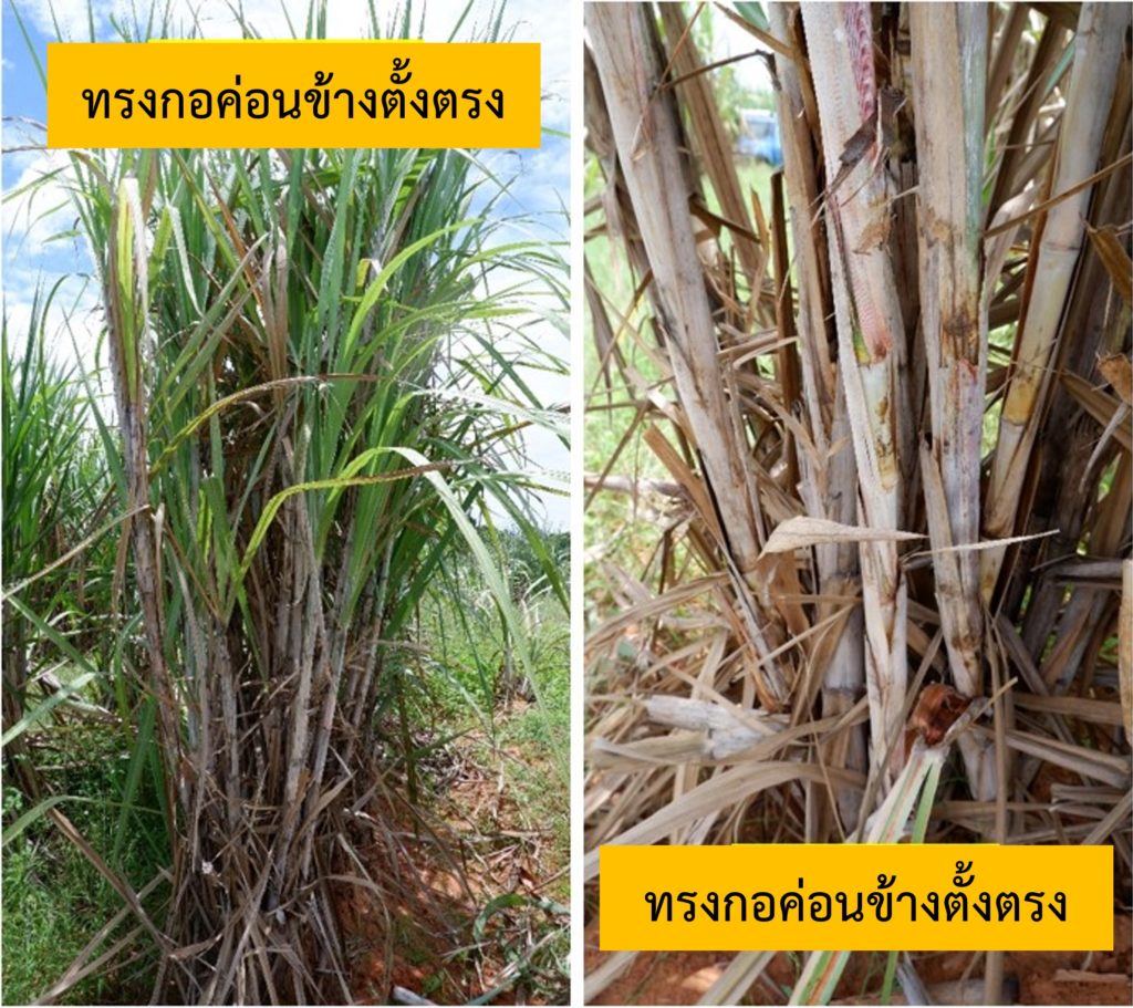 กรมวิชาการเกษตร เปิดตัวอ้อยพลังงานพันธุ์แรกของประเทศไทย “กวก. ขอนแก่น 4”