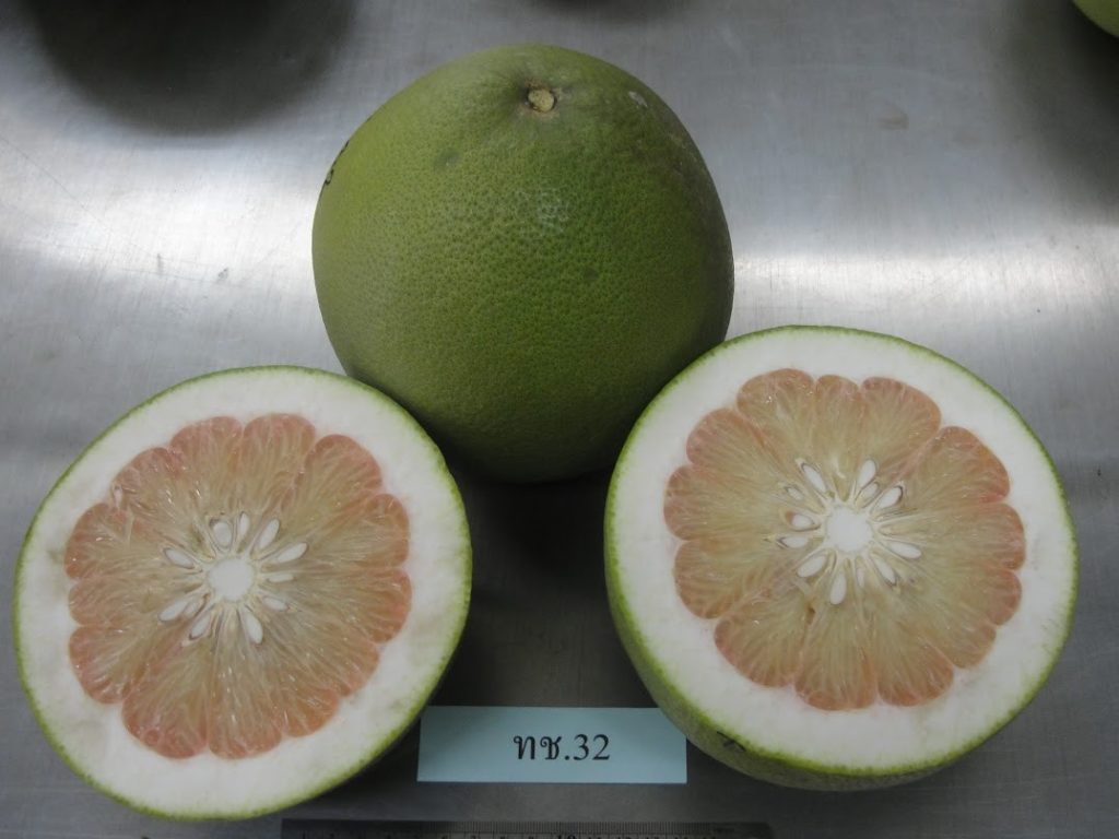 สายส้มมีเฮ! กรมวิชาการเกษตรแจ้งเกิดส้มโอพันธุ์ใหม่ กวก.พิจิตร 1 เปิดคุณสมบัติเด่นผลผลิตสูง เนื้อกุ้งนิ่ม สีขาวอมชมพู รสชาติหวาน กลิ่นหอมเฉพาะตัว